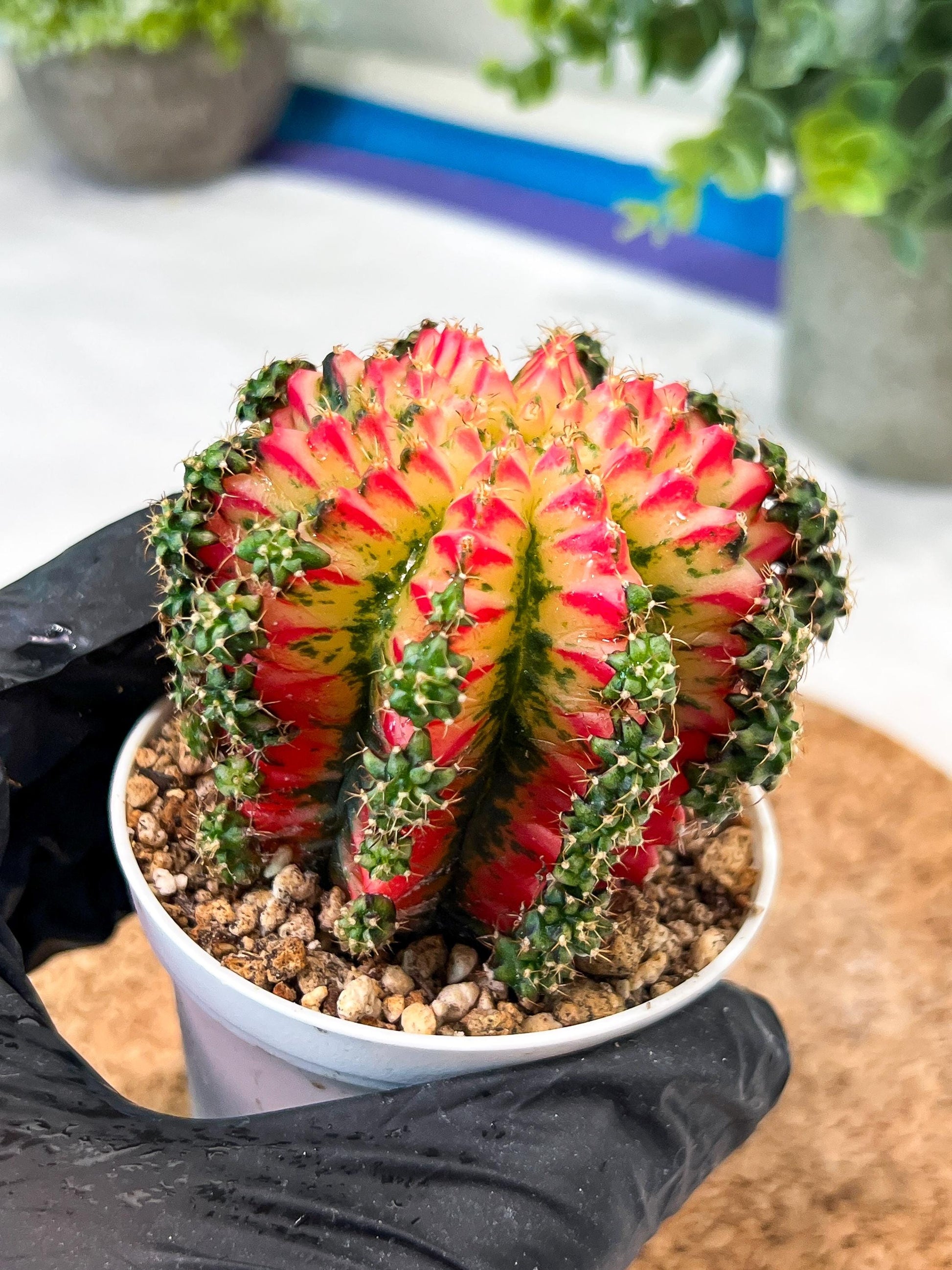 Gymnocalycium "Multicolor" (g2) (o4) | Special Hybrid cactus