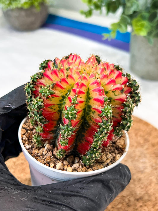 Gymnocalycium "Multicolor" (g2) (o4) | Special Hybrid cactus