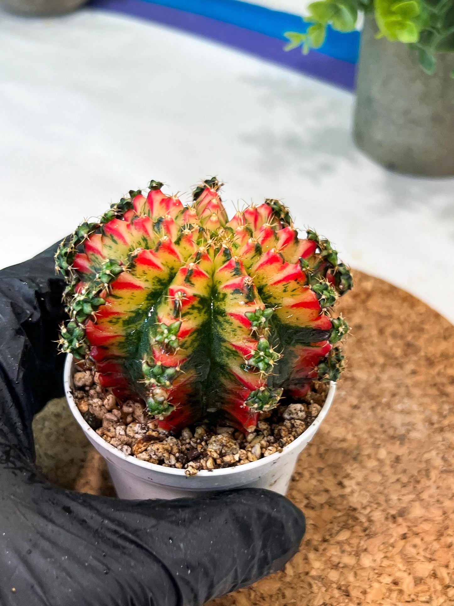 Gymnocalycium "Multicolor" (g2) (o5) | Special Hybrid cactus