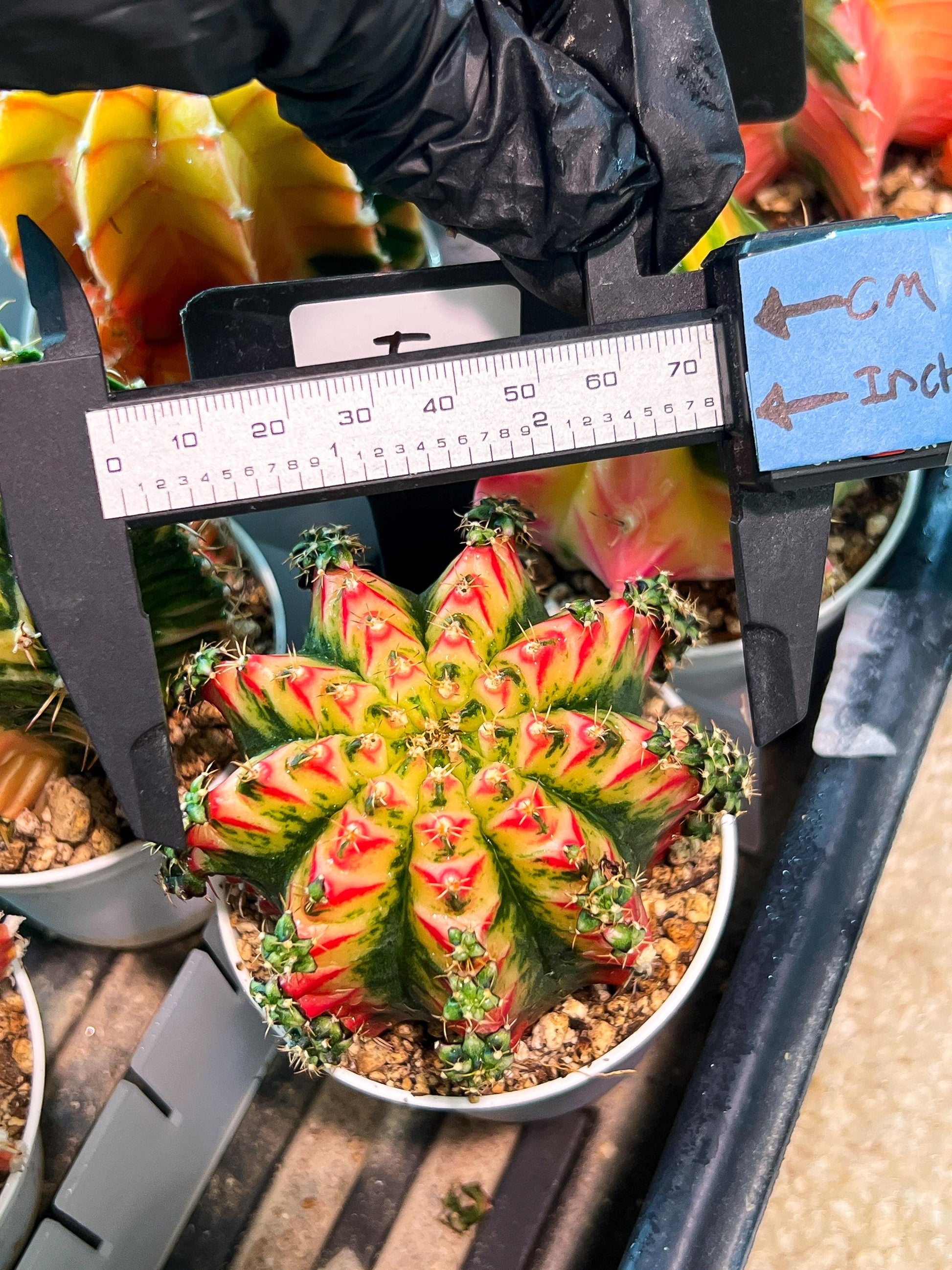 Gymnocalycium "Multicolor" (g2) (o5) | Special Hybrid cactus