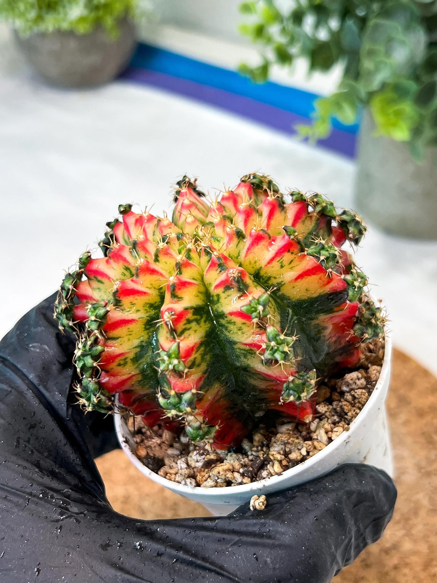 Gymnocalycium "Multicolor" (g2) (o5) | Special Hybrid cactus