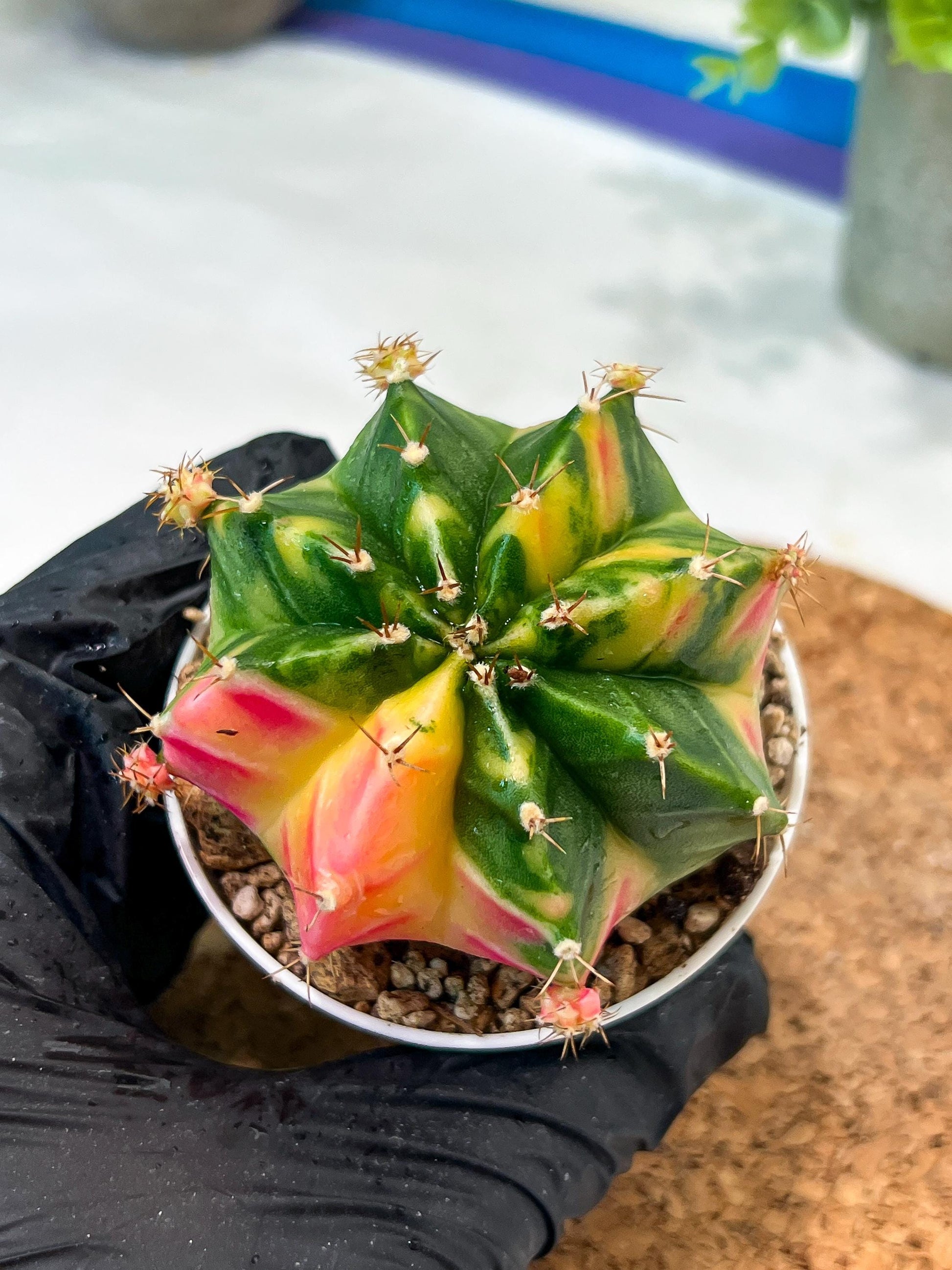 Gymnocalycium Mihanovichii (g2) (o6) | Variegated Cactus