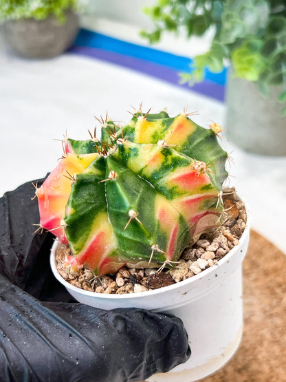 Gymnocalycium Mihanovichii (g2) (o6) | Variegated Cactus