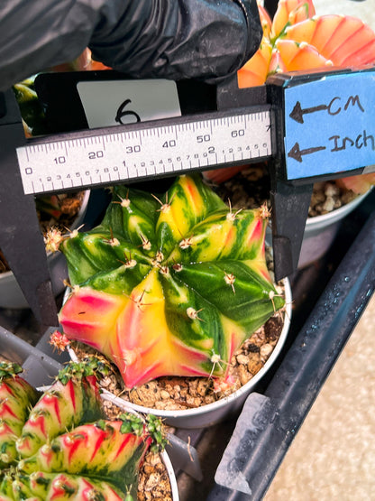 Gymnocalycium Mihanovichii (g2) (o6) | Variegated Cactus