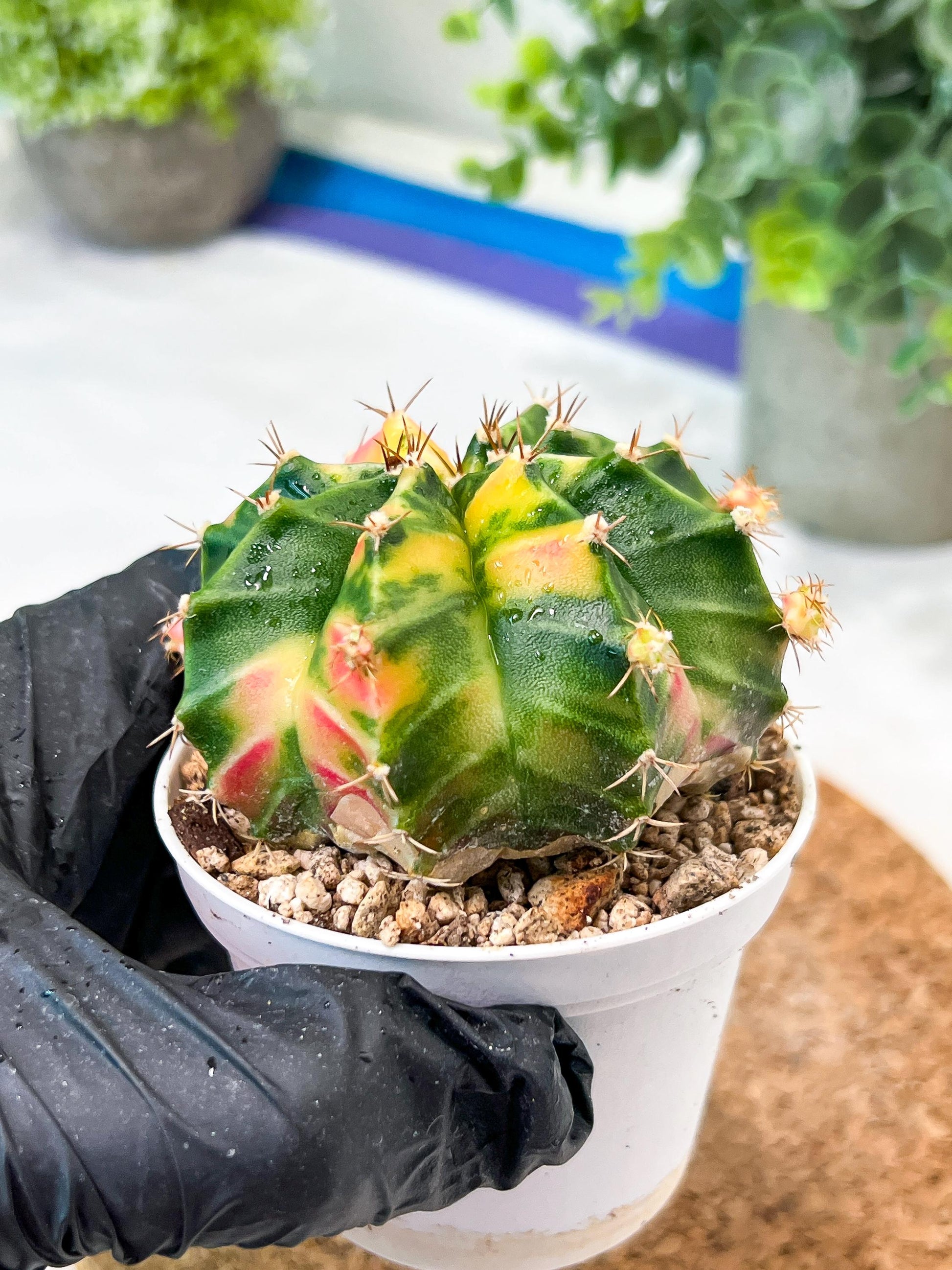 Gymnocalycium Mihanovichii (g2) (o6) | Variegated Cactus