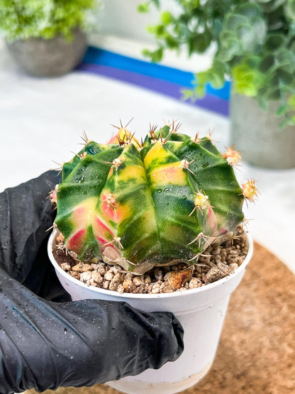 Gymnocalycium Mihanovichii (g2) (o6) | Variegated Cactus