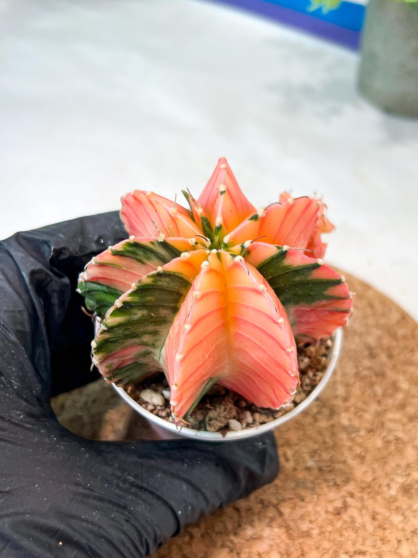 Gymnocalycium Mihanovichii (g2) (o7) | Variegated Cactus