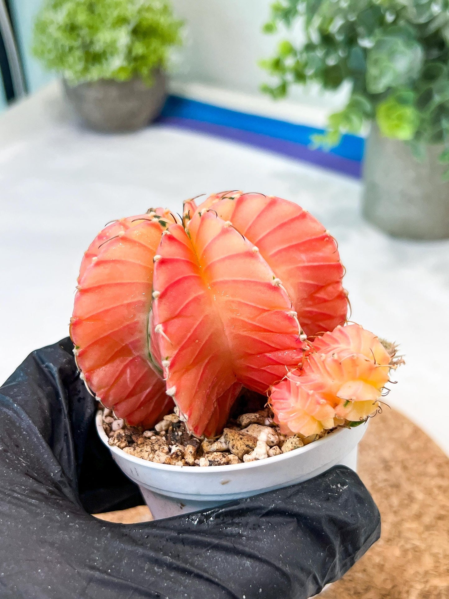 Gymnocalycium Mihanovichii (g2) (o7) | Variegated Cactus