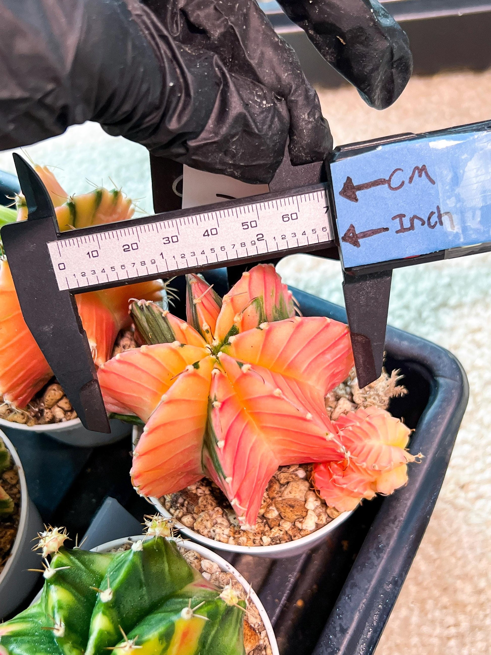 Gymnocalycium Mihanovichii (g2) (o7) | Variegated Cactus