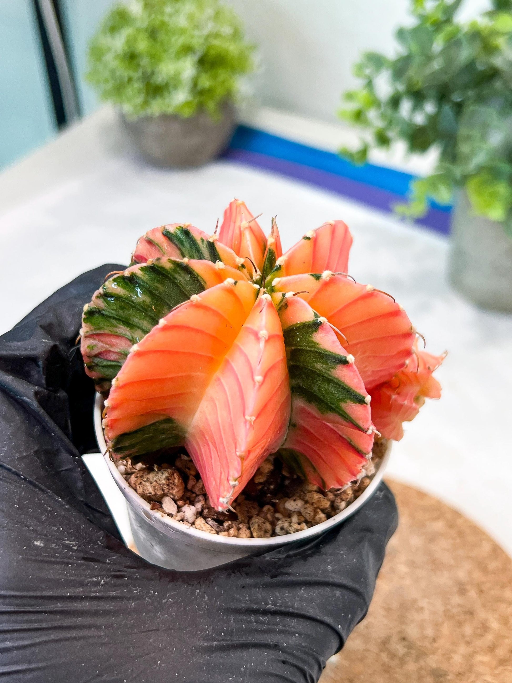 Gymnocalycium Mihanovichii (g2) (o7) | Variegated Cactus