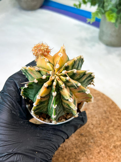 Gymnocalycium Mihanovichii (g2) (y1) | Variegated Cactus
