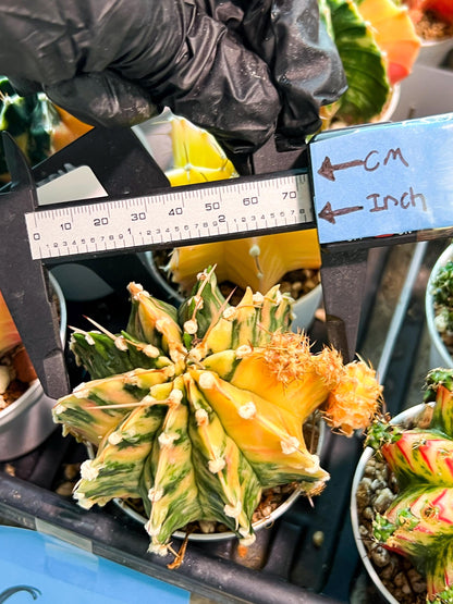 Gymnocalycium Mihanovichii (g2) (y1) | Variegated Cactus