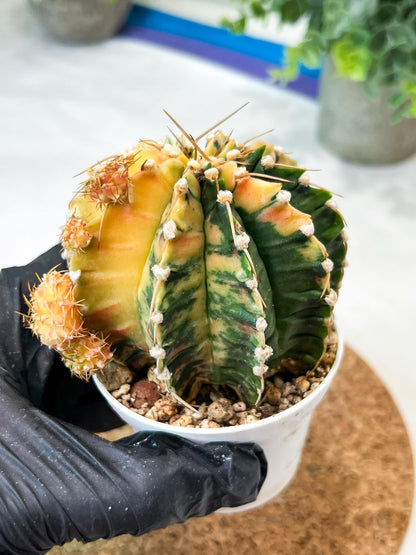 Gymnocalycium Mihanovichii (g2) (y1) | Variegated Cactus