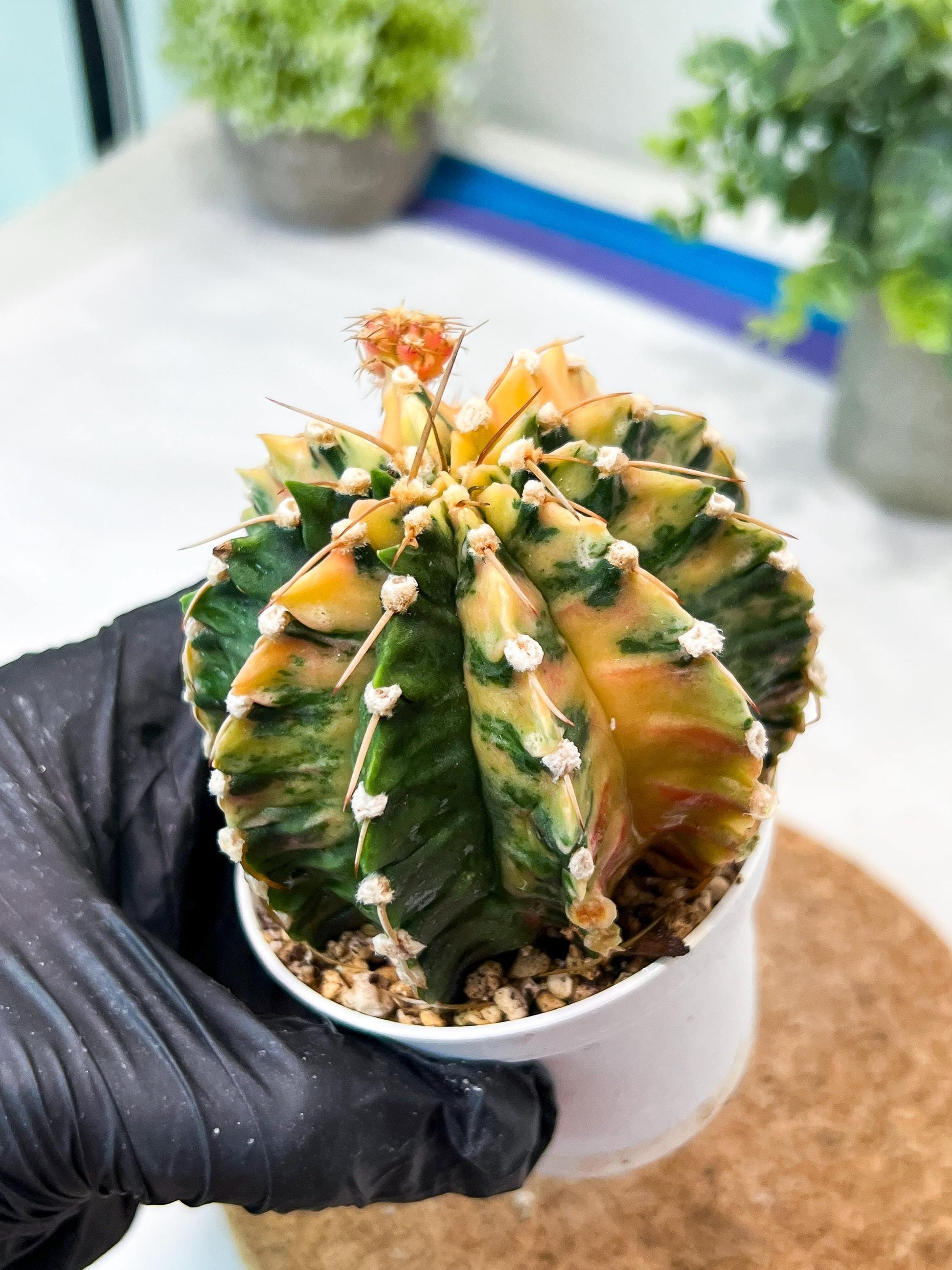 Gymnocalycium Mihanovichii (g2) (y1) | Variegated Cactus