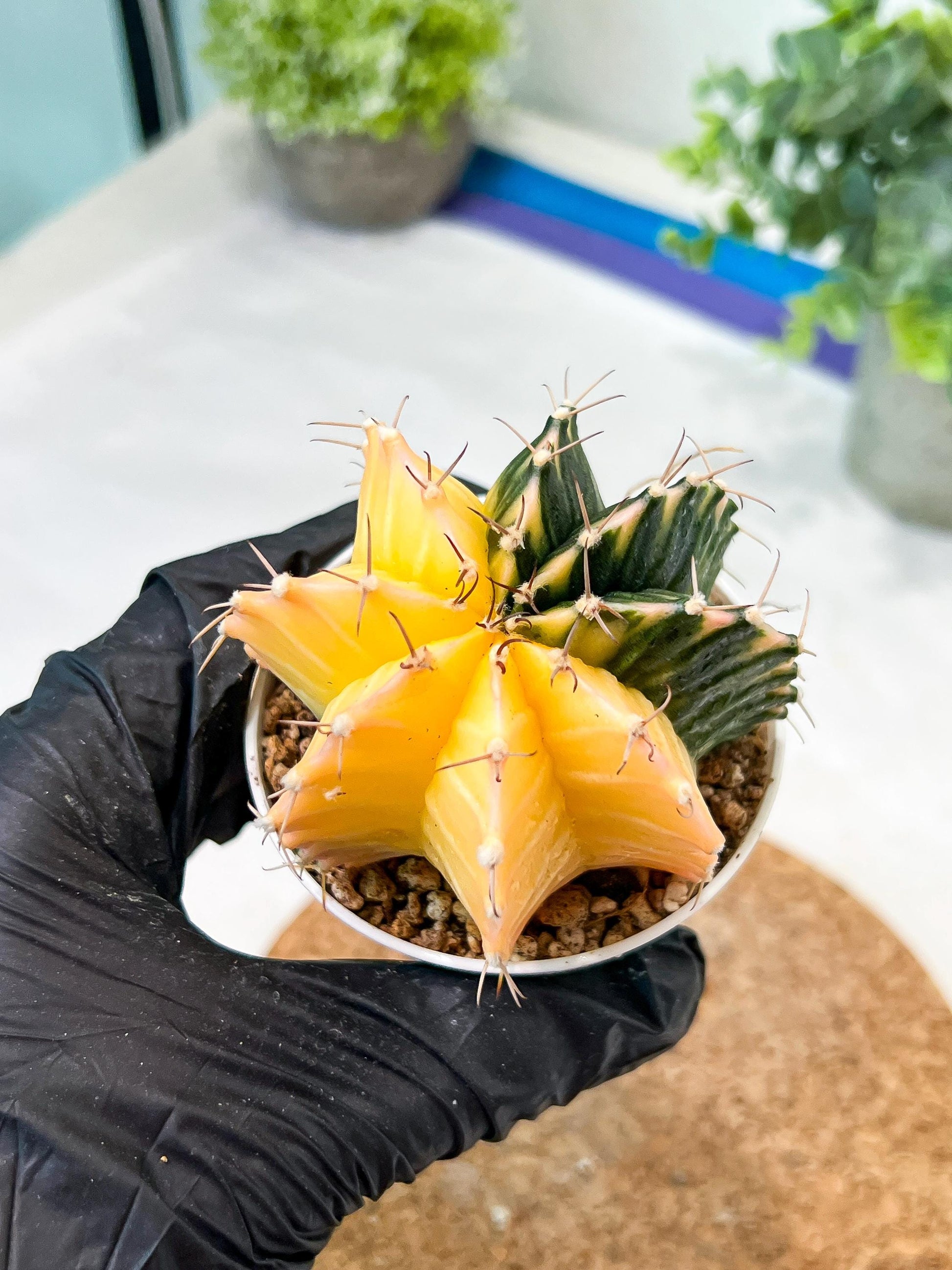 Gymnocalycium Mihanovichii (g2) (y2) | Variegated Cactus