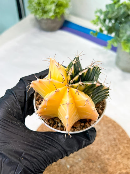 Gymnocalycium Mihanovichii (g2) (y2) | Variegated Cactus