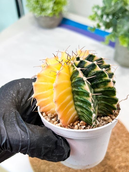 Gymnocalycium Mihanovichii (g2) (y2) | Variegated Cactus