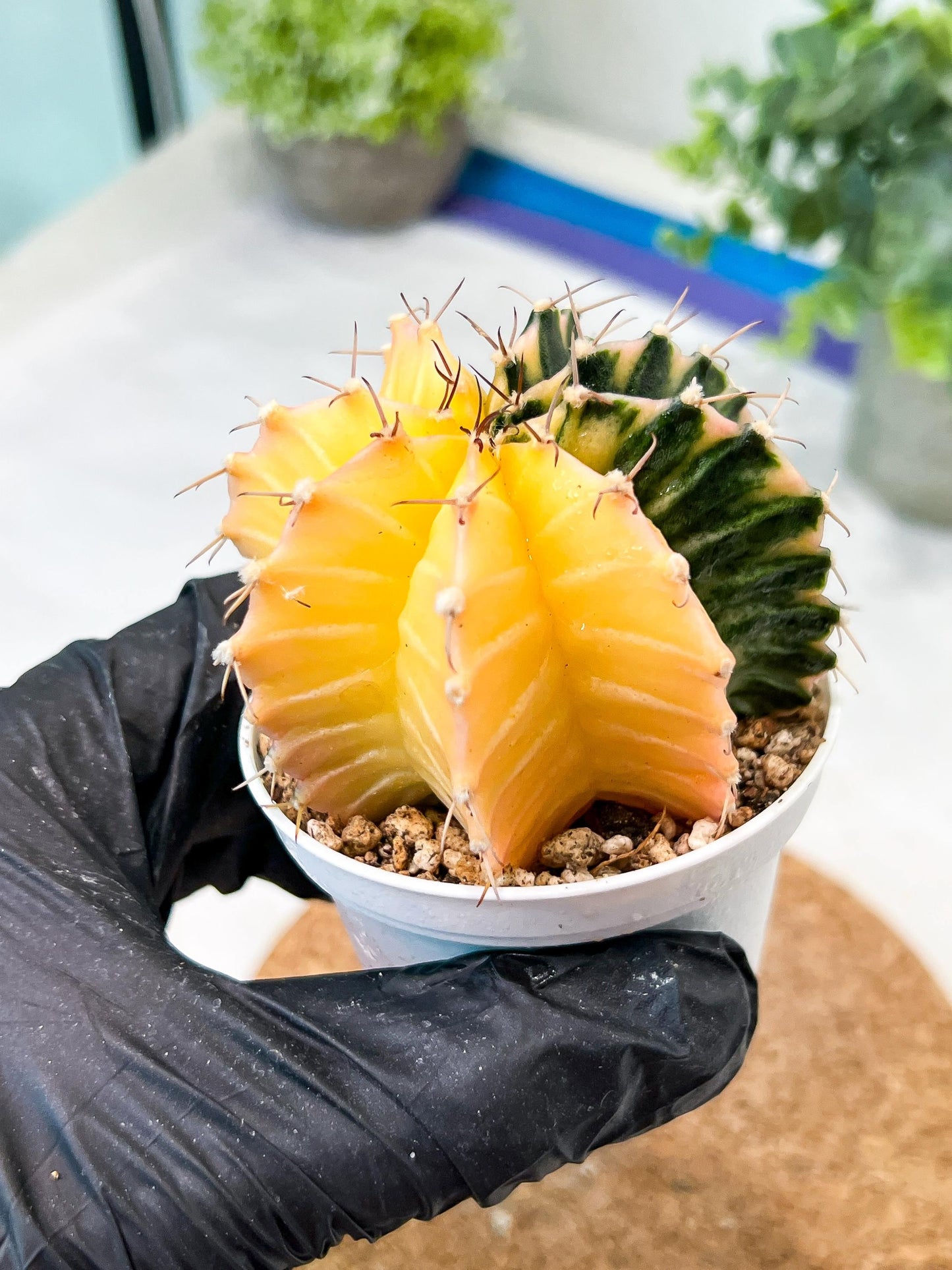 Gymnocalycium Mihanovichii (g2) (y2) | Variegated Cactus