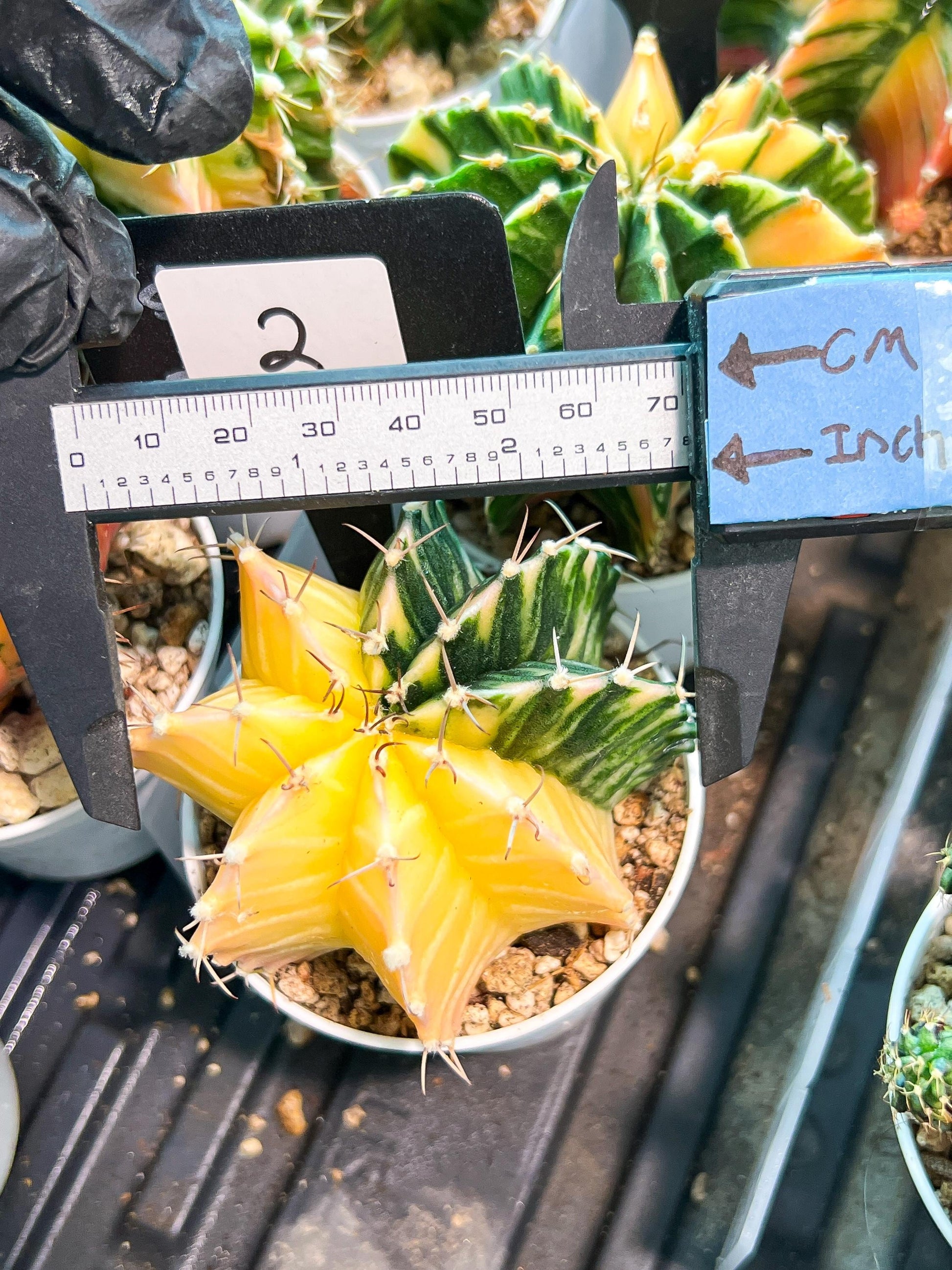 Gymnocalycium Mihanovichii (g2) (y2) | Variegated Cactus