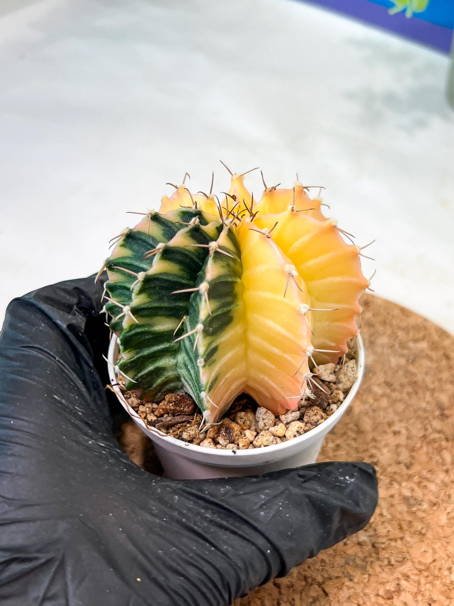 Gymnocalycium Mihanovichii (g2) (y2) | Variegated Cactus