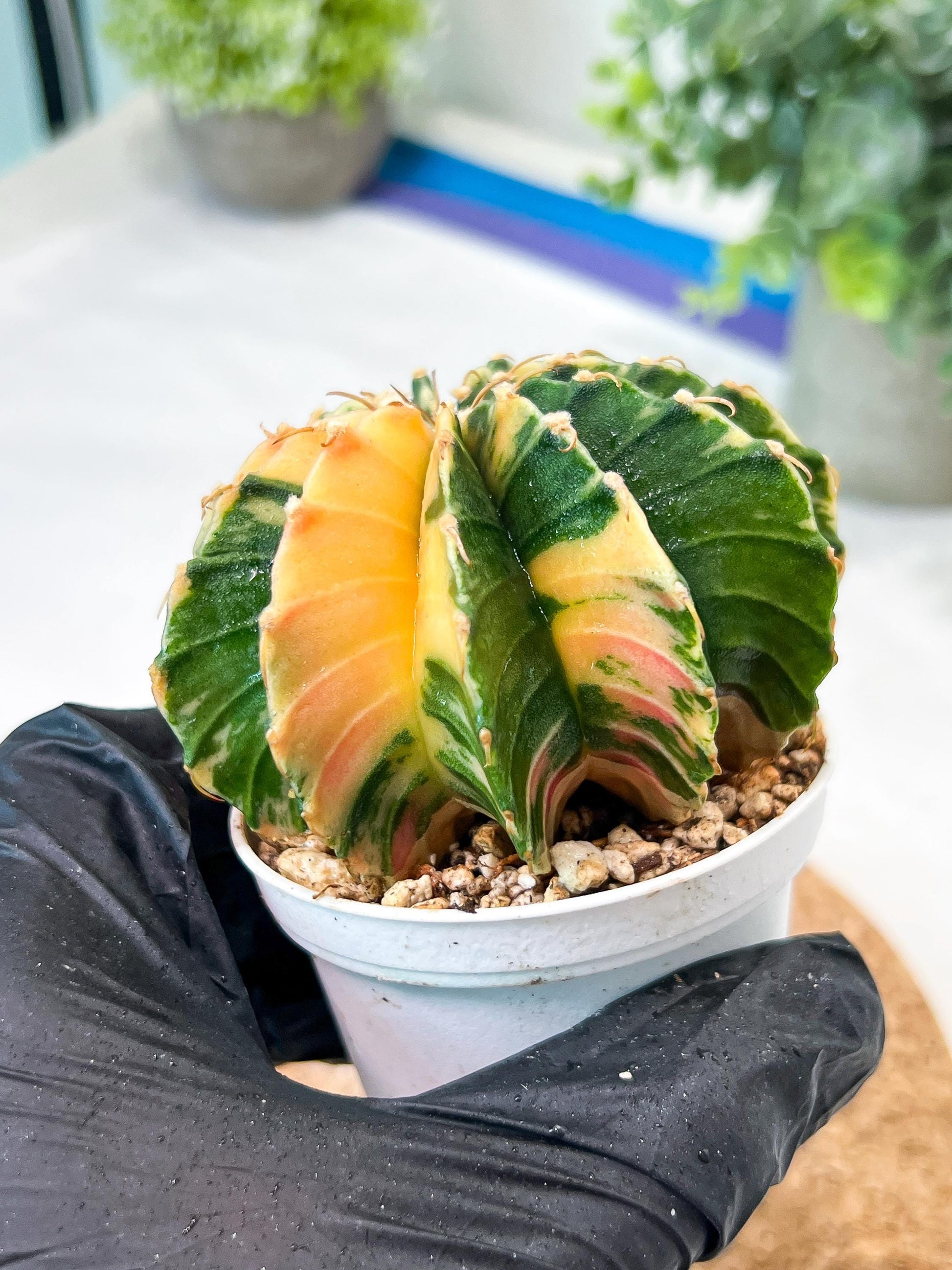 Gymnocalycium Mihanovichii (g2) (y3) | Variegated Cactus