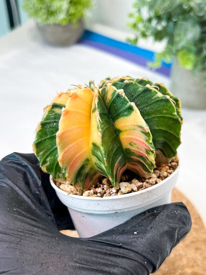 Gymnocalycium Mihanovichii (g2) (y3) | Variegated Cactus