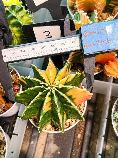 Gymnocalycium Mihanovichii (g2) (y3) | Variegated Cactus
