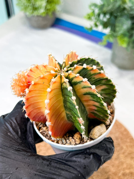 Gymnocalycium Mihanovichii (g2) (y4) | Variegated Cactus