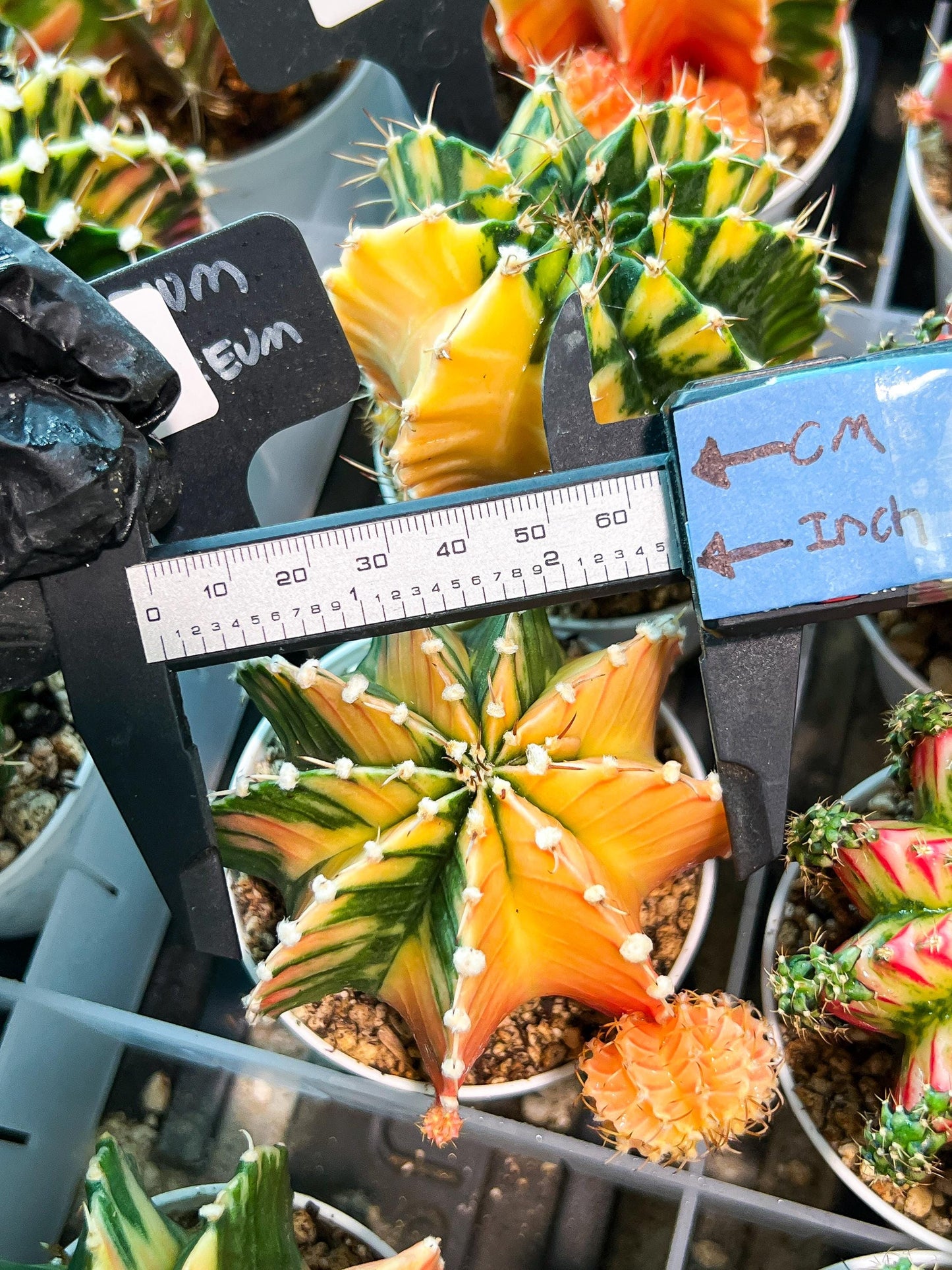 Gymnocalycium Mihanovichii (g2) (y4) | Variegated Cactus