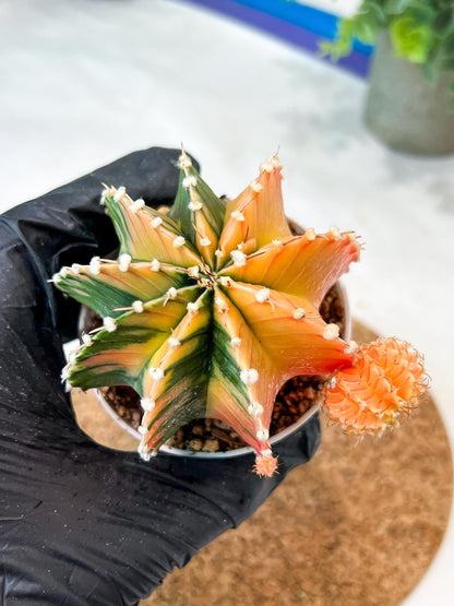 Gymnocalycium Mihanovichii (g2) (y4) | Variegated Cactus