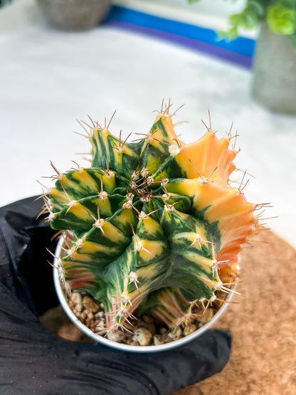 Gymnocalycium Mihanovichii (g2) (y5) | Variegated Cactus