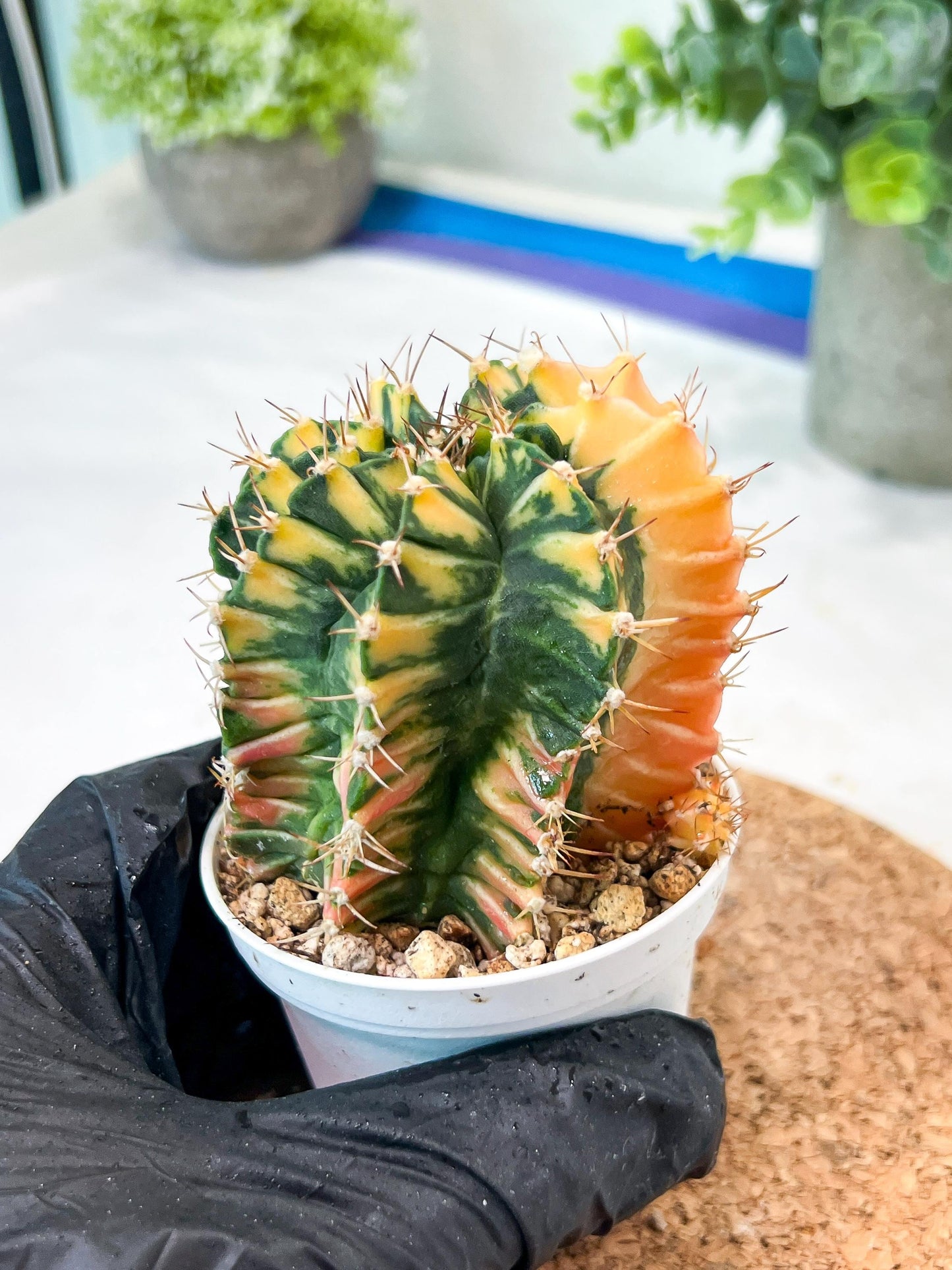 Gymnocalycium Mihanovichii (g2) (y5) | Variegated Cactus