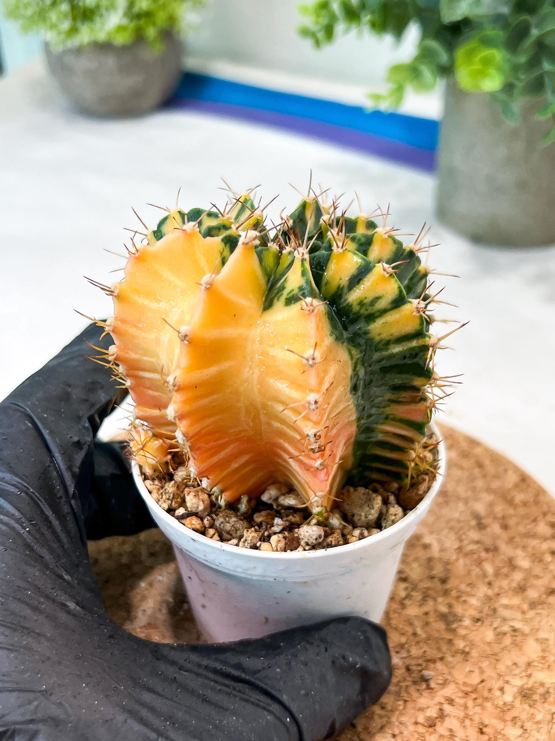 Gymnocalycium Mihanovichii (g2) (y5) | Variegated Cactus