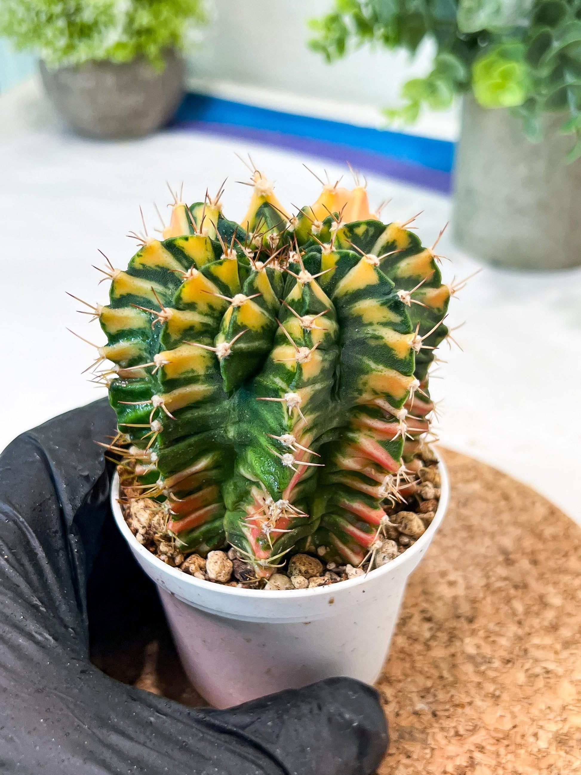 Gymnocalycium Mihanovichii (g2) (y5) | Variegated Cactus