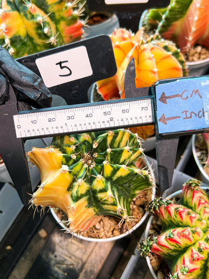 Gymnocalycium Mihanovichii (g2) (y5) | Variegated Cactus