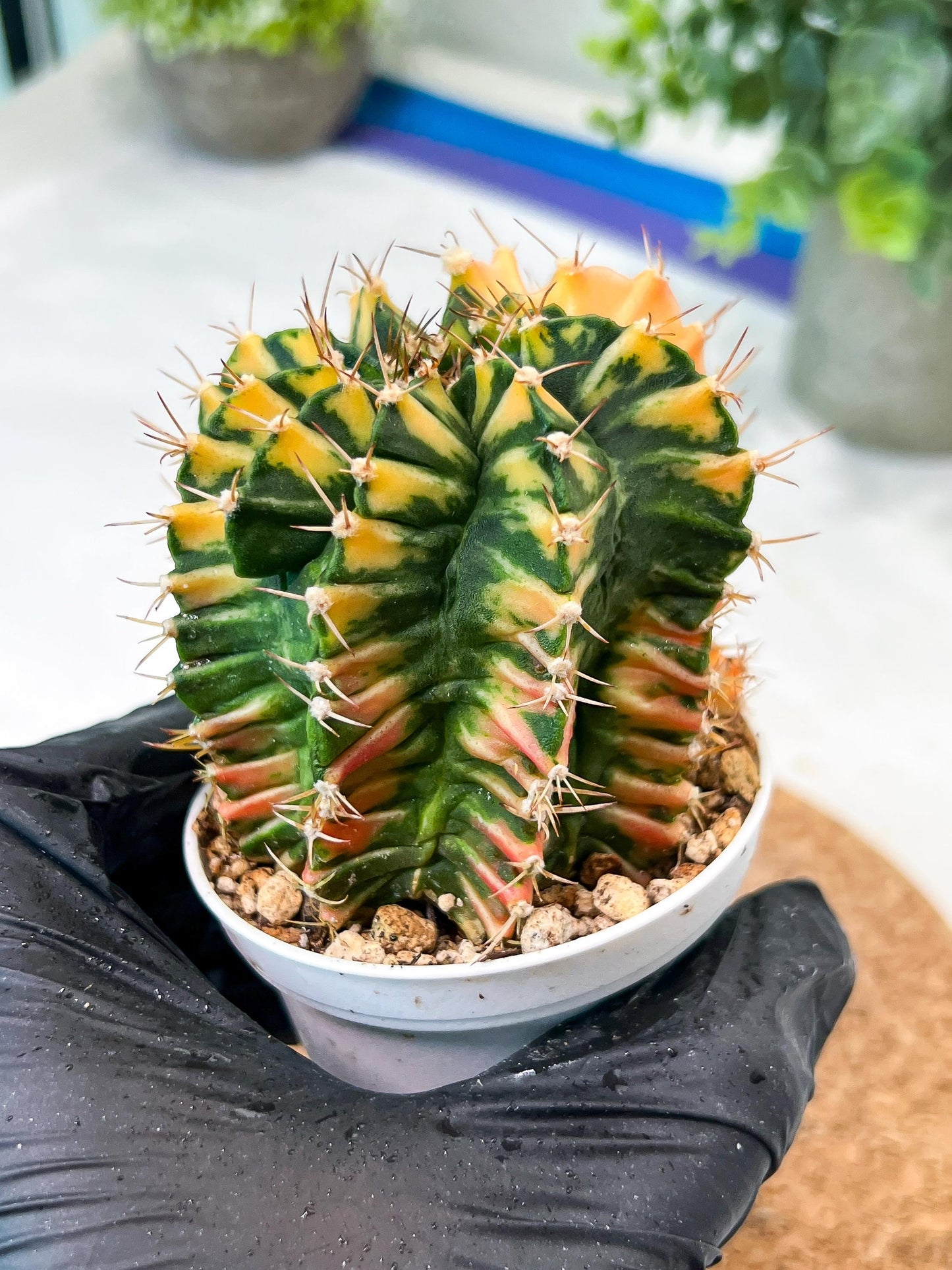 Gymnocalycium Mihanovichii (g2) (y5) | Variegated Cactus