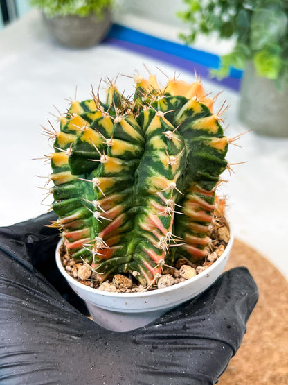Gymnocalycium Mihanovichii (g2) (y5) | Variegated Cactus