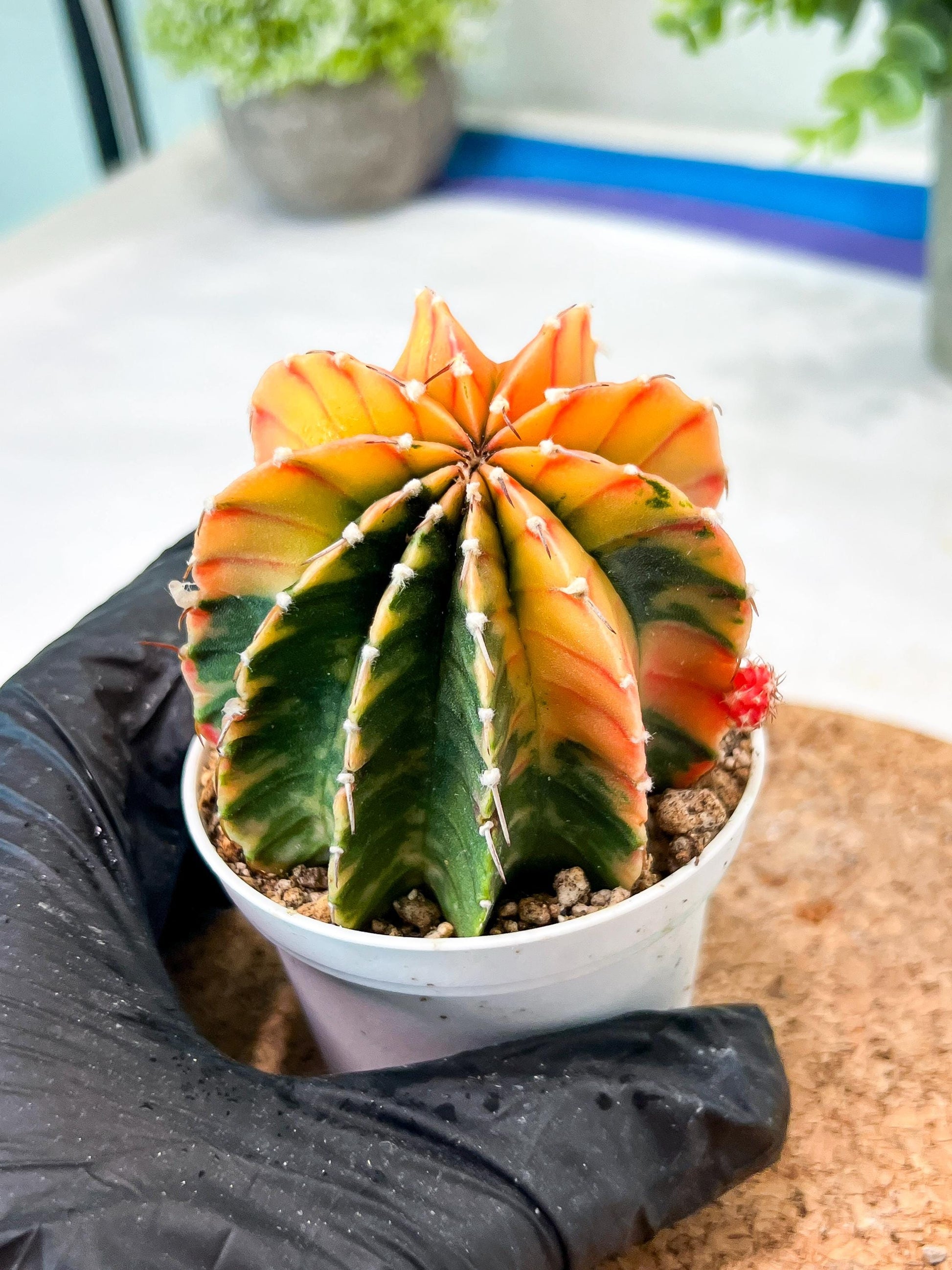 Gymnocalycium Mihanovichii (g2) (y6) | Variegated Cactus