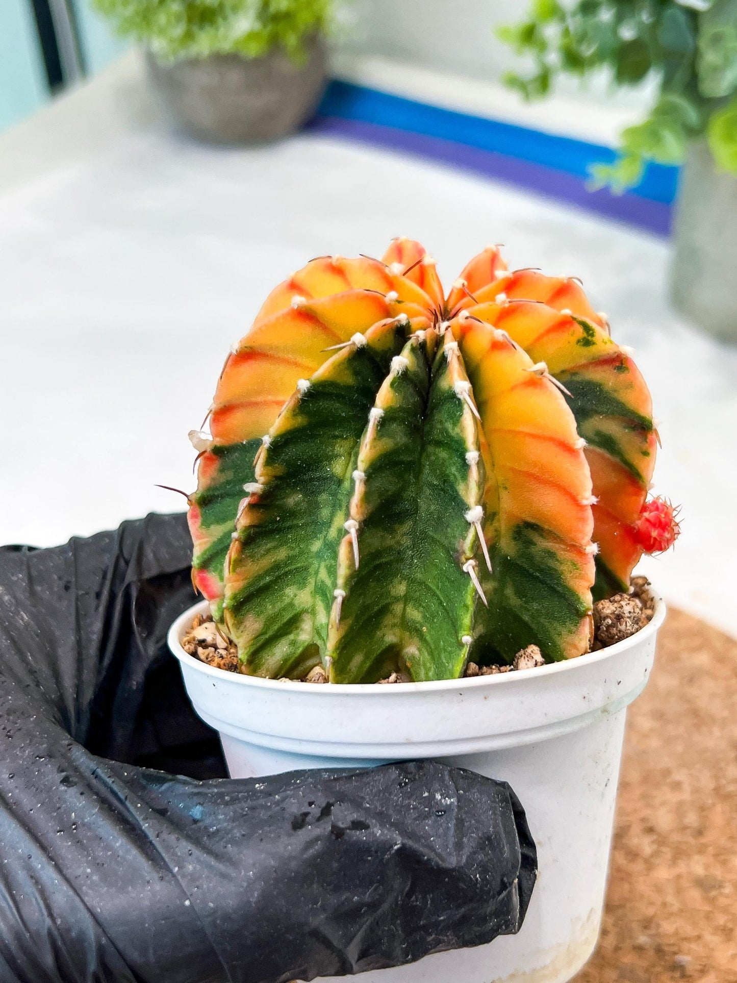 Gymnocalycium Mihanovichii (g2) (y6) | Variegated Cactus