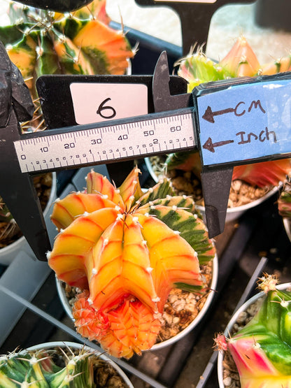 Gymnocalycium Mihanovichii (g2) (y6) | Variegated Cactus