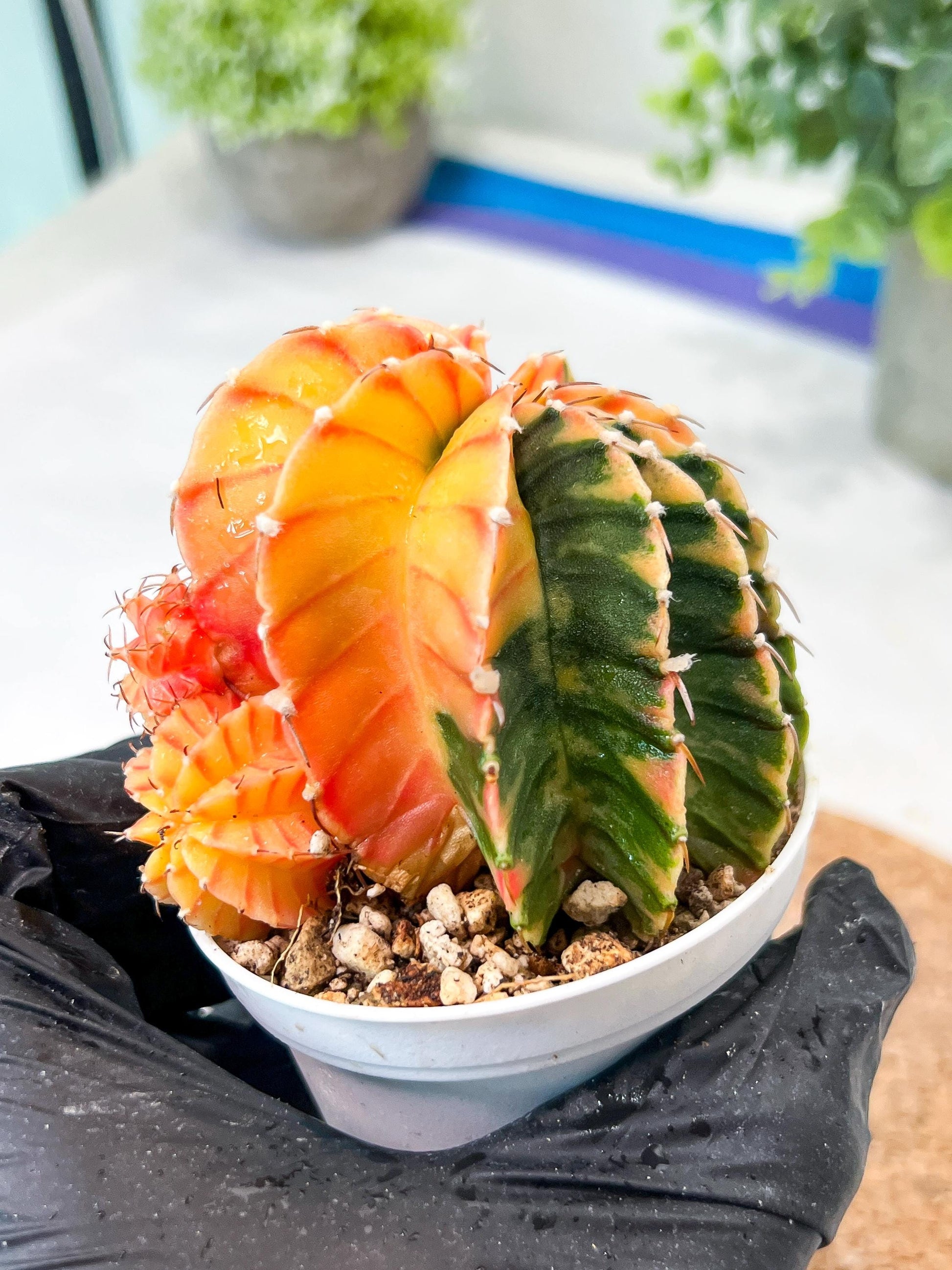 Gymnocalycium Mihanovichii (g2) (y6) | Variegated Cactus