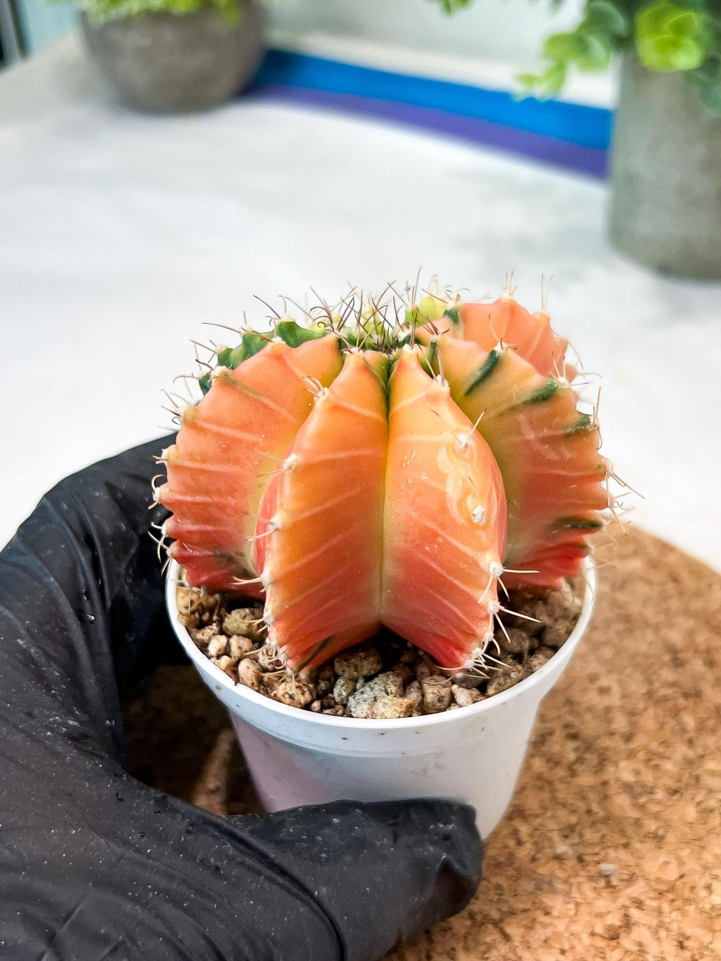 Gymnocalycium Mihanovichii (g2) (y7) | Variegated Cactus