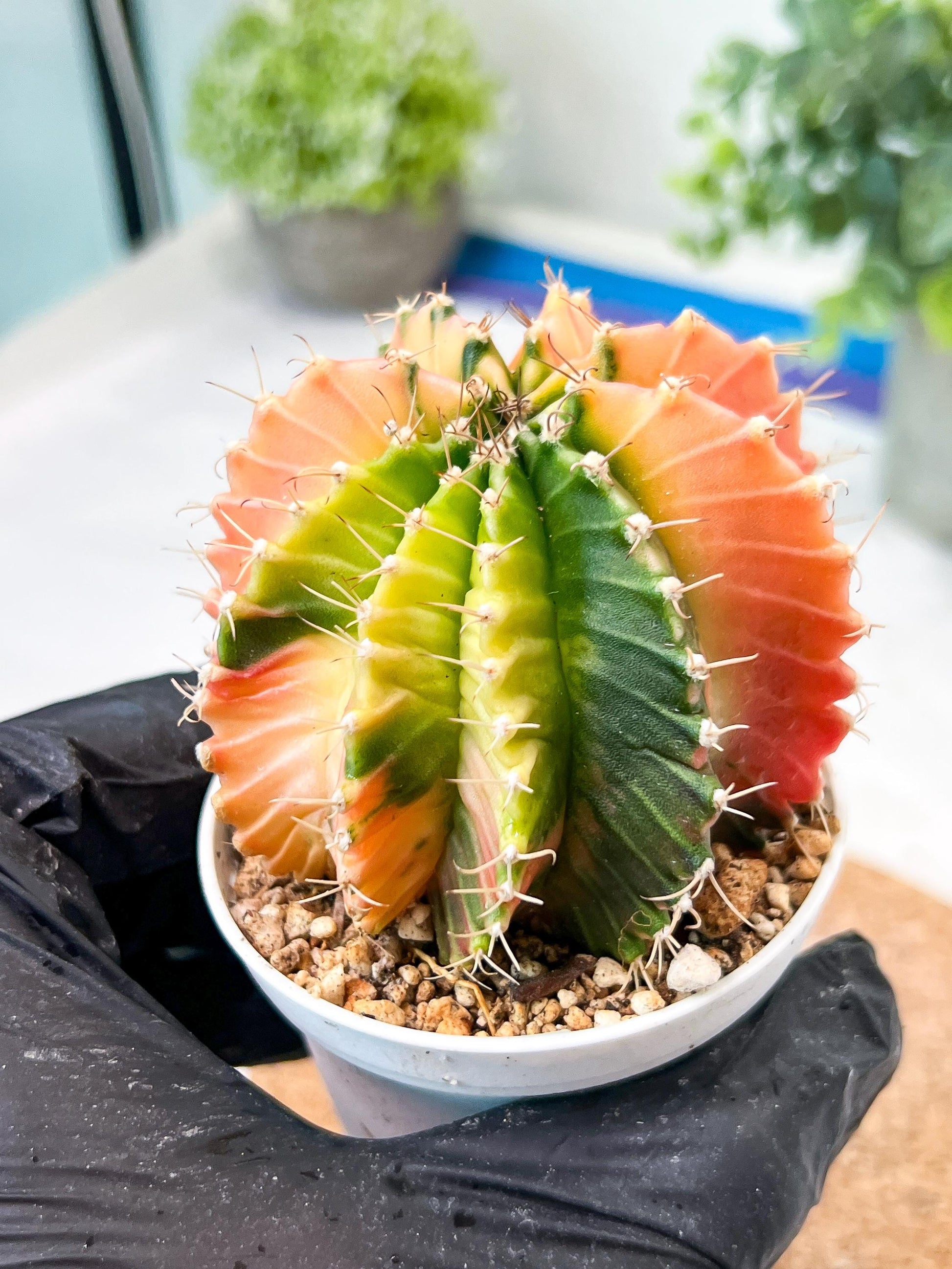 Gymnocalycium Mihanovichii (g2) (y7) | Variegated Cactus