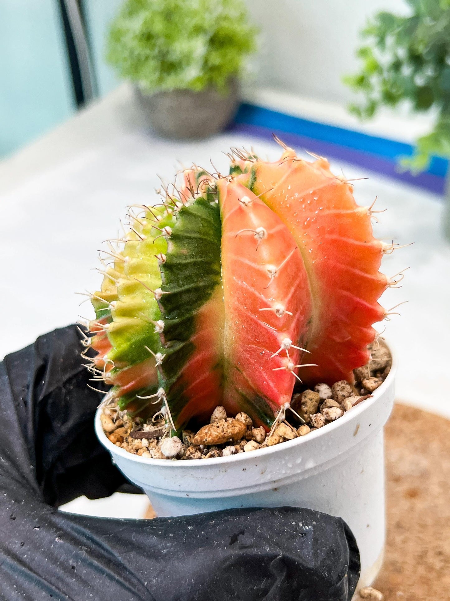 Gymnocalycium Mihanovichii (g2) (y7) | Variegated Cactus