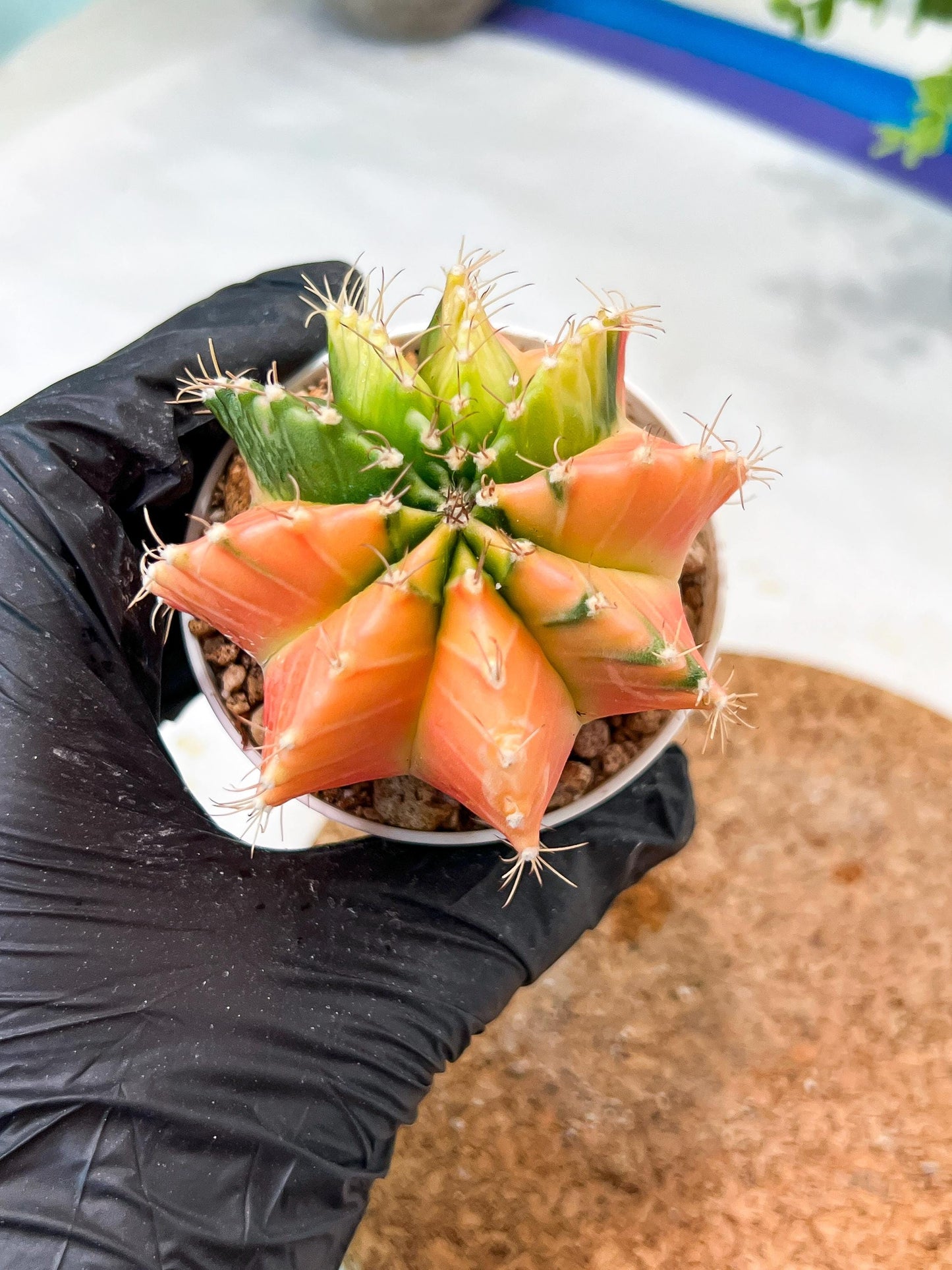 Gymnocalycium Mihanovichii (g2) (y7) | Variegated Cactus