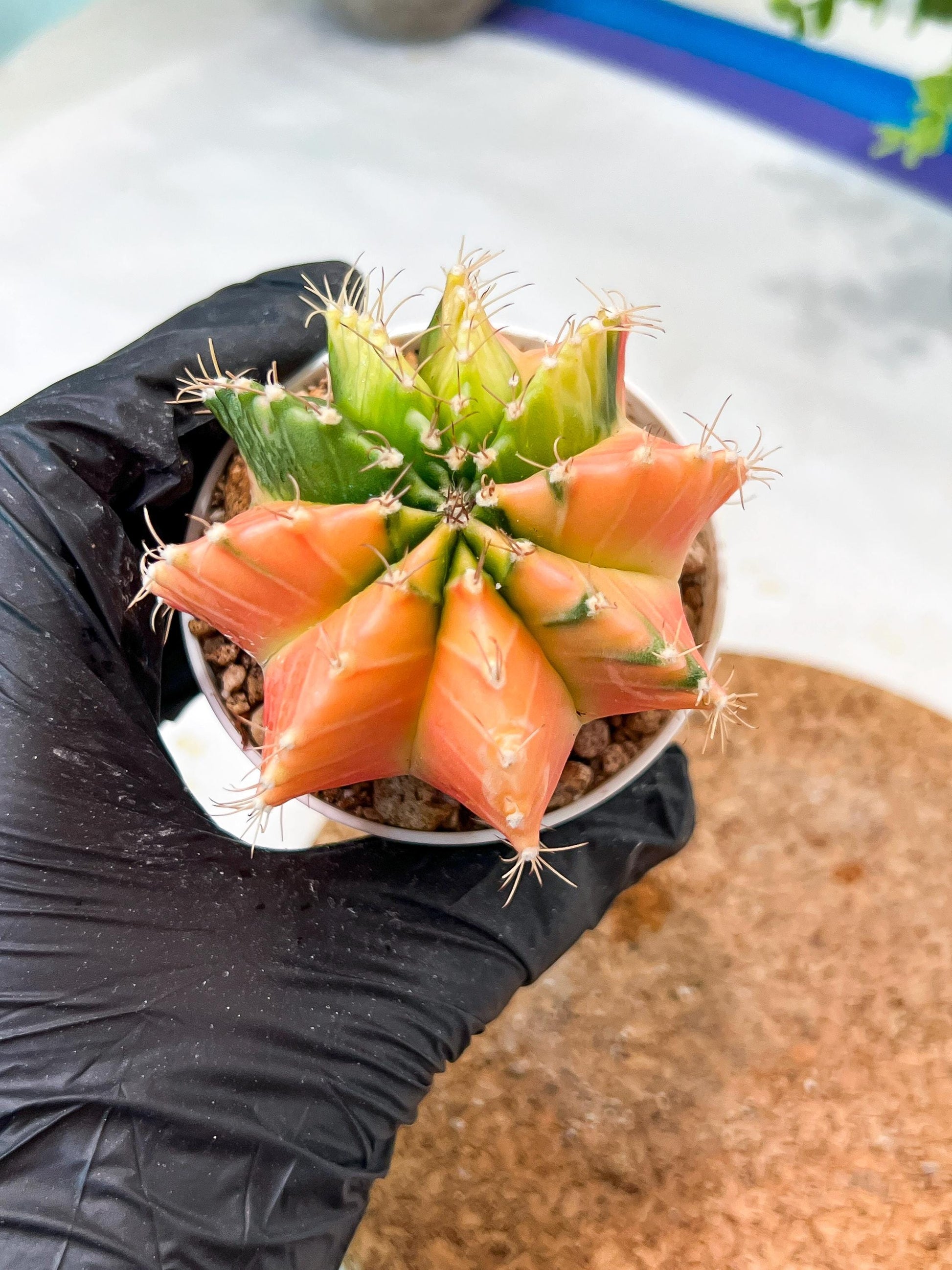 Gymnocalycium Mihanovichii (g2) (y7) | Variegated Cactus