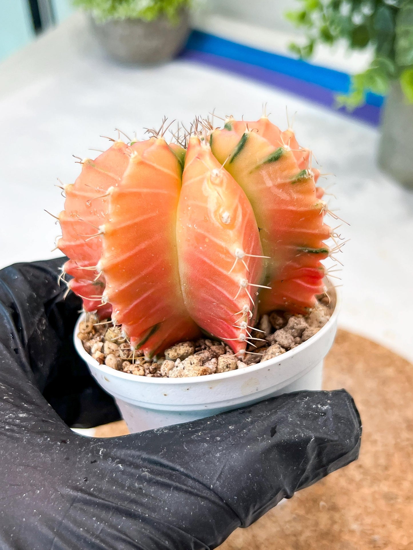 Gymnocalycium Mihanovichii (g2) (y7) | Variegated Cactus