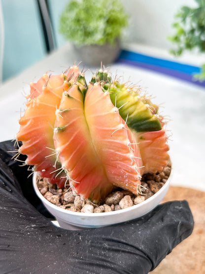 Gymnocalycium Mihanovichii (g2) (y7) | Variegated Cactus