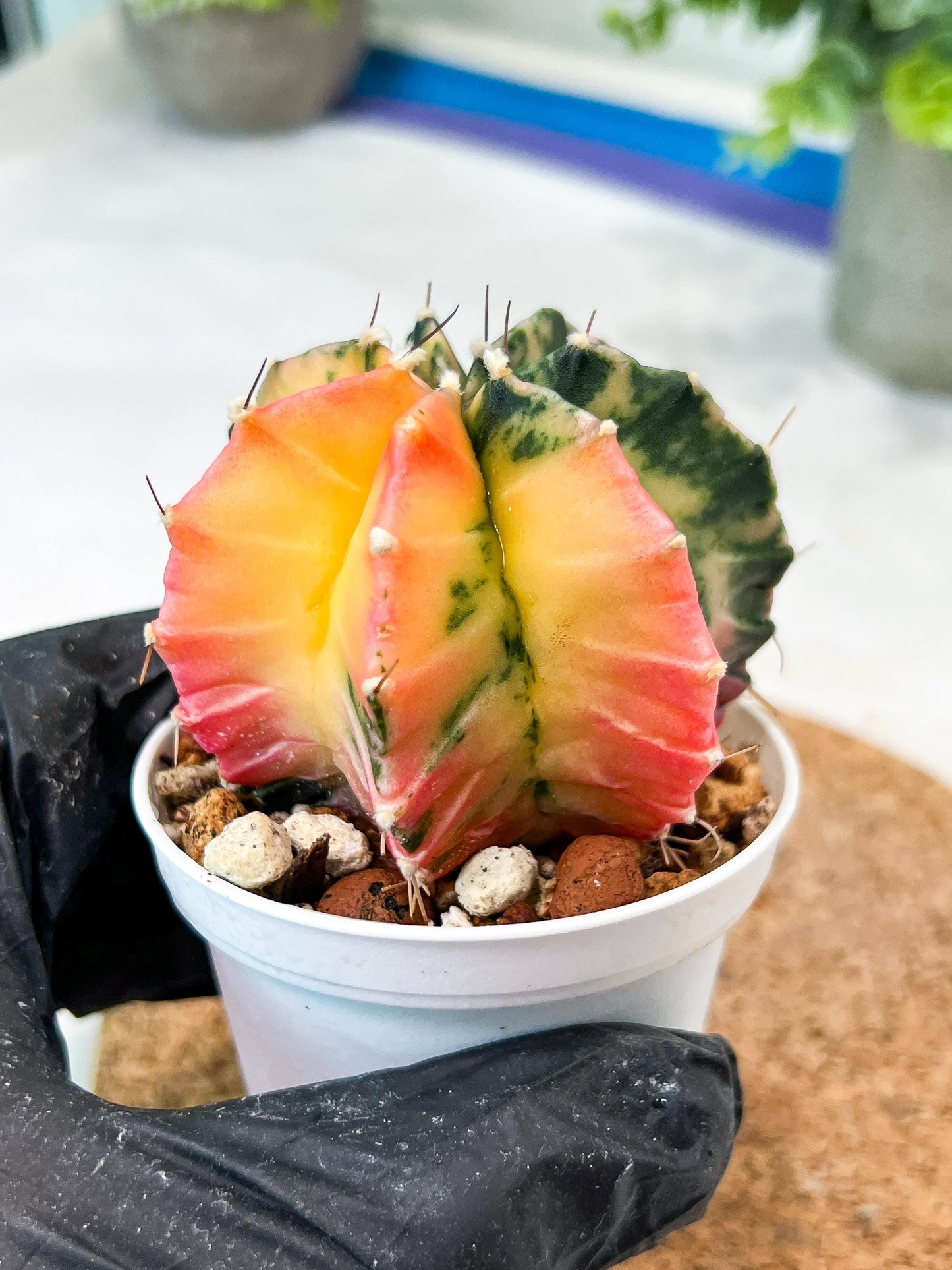 Gymnocalycium Mihanovichii (g2) (b1) | Variegated Cactus