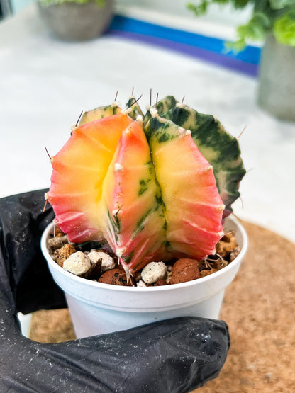 Gymnocalycium Mihanovichii (g2) (b1) | Variegated Cactus